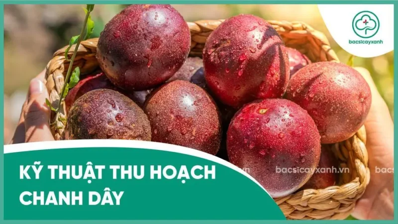 Hướng Dẫn Chi Tiết Kỹ Thuật Trồng Chanh Dây Đạt Năng Suất Cao