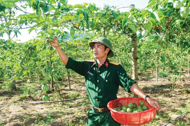 Kỹ Thuật Trồng Chanh Dây Toàn Diện: Hướng Dẫn Chi Tiết Từ A-Z