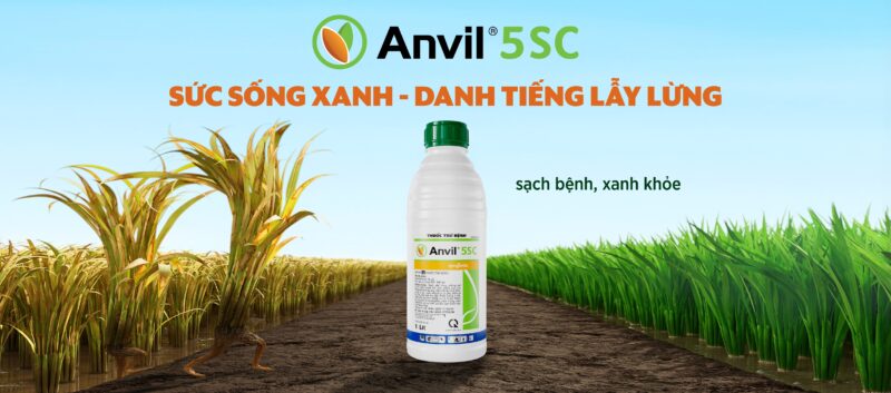 Anvil 5SC: Giải Pháp Đặc Trị Bệnh Rỉ Sắt Hiệu Quả Cho Cây Trồng