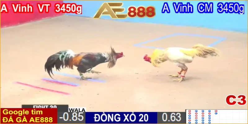 Đá Gà Cựa Sắt Campuchia Mới Nhất Hôm Nay: Cập Nhật Toàn Diện