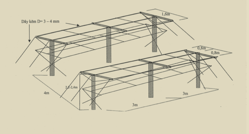 Hướng Dẫn Kỹ Thuật Trồng Chanh Dây Toàn Diện Từ A Đến Z