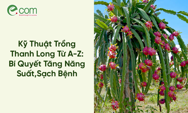Kỹ Thuật Trồng Chanh Dây Toàn Diện: Từ A-Z Cho Năng Suất Vượt Trội
