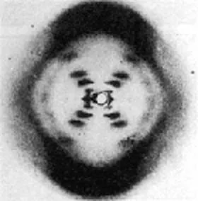 Ảnh Photo 51, bằng chứng nhiễu xạ tia X cốt lõi của cấu trúc xoắn kép DNA mà rosalind franklin là ai đã chụp
