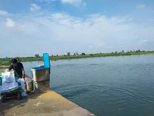 Hiệu Quả Từ Mô Hình Nuôi Cá Trong Ao Bán Nổi