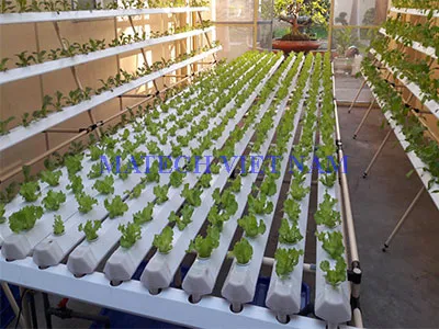 Giàn cây trồng thủy canh