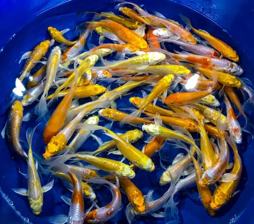 Hướng Dẫn Chi Tiết Xây Dựng Hồ Nuôi Cá Chép Koi: Kiến Thức Chuyên Sâu Từ A-Z