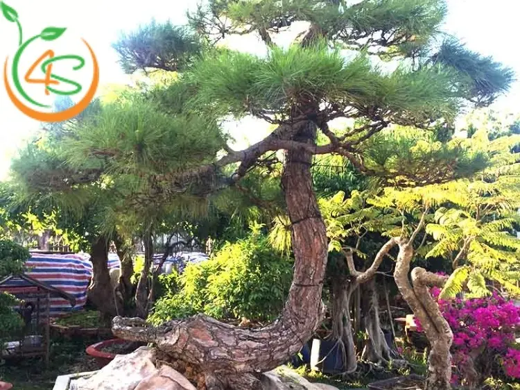 Hướng Dẫn Kỹ Thuật Trồng Chanh Dây Toàn Diện Để Đạt Năng Suất Cao