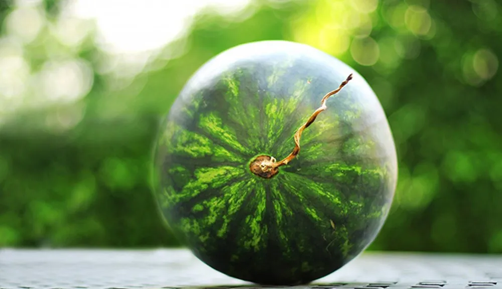 Chọn dưa có cuống khô, nhỏ và héo