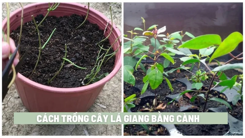 Hướng Dẫn Chi Tiết Kỹ Thuật Trồng Chanh Dây Năng Suất Cao Từ A Đến Z