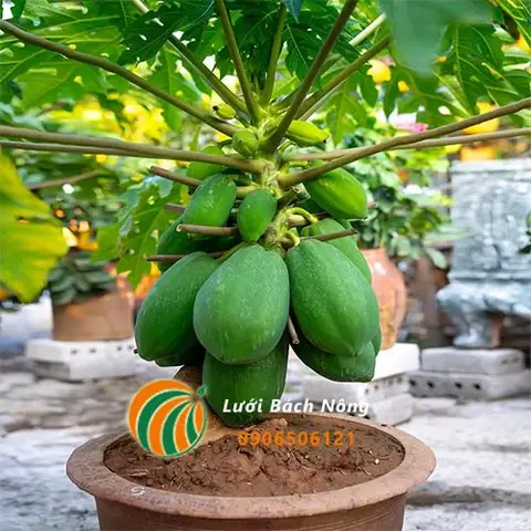 Kỹ Thuật Trồng Chanh Dây Toàn Diện: Từ A-Z Cho Năng Suất Cao