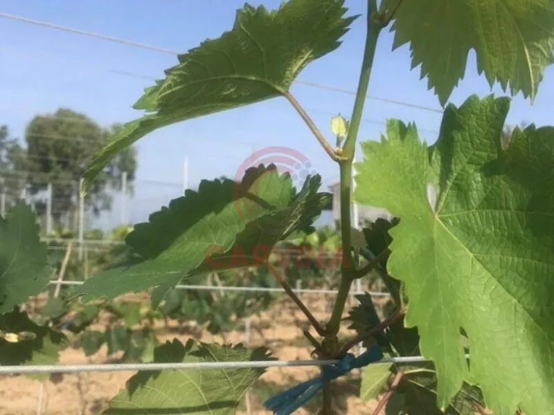 cáp bọc nhựa cho giàn leo