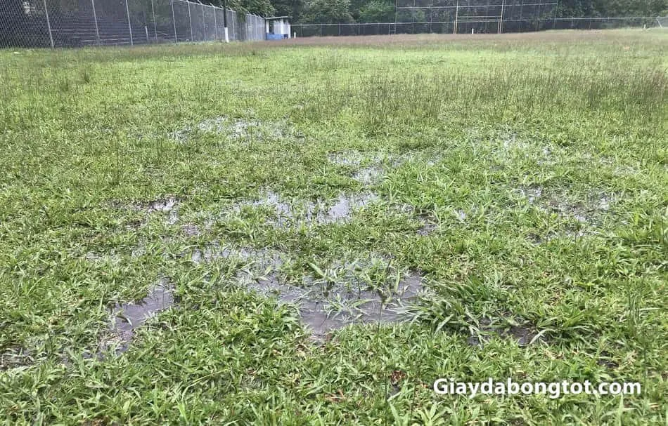 Cầu thủ sử dụng giầy đinh sắt đá bóng trên sân cỏ tự nhiên ẩm ướt, đảm bảo độ bám