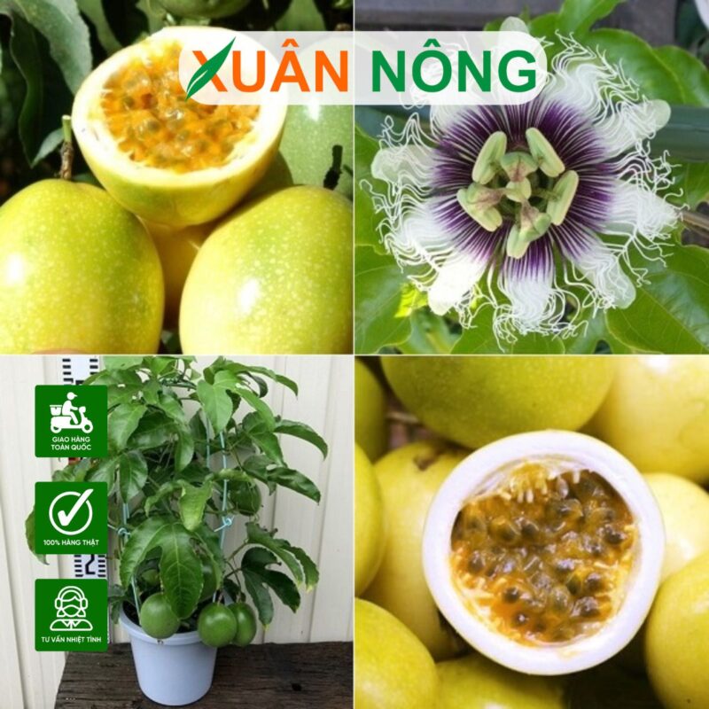 Kỹ Thuật Trồng Chanh Dây Toàn Diện: Hướng Dẫn Chi Tiết Từ A-Z