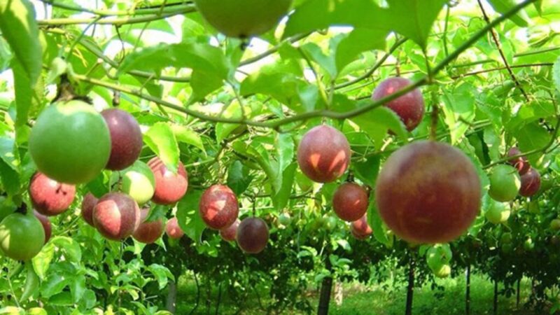 Hướng Dẫn Kỹ Thuật Trồng Chanh Dây Toàn Diện Từ A Đến Z