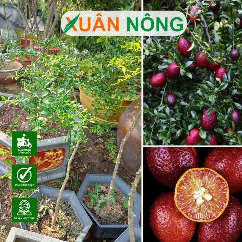 Kỹ Thuật Trồng Chanh Dây Toàn Diện Cho Năng Suất Cao