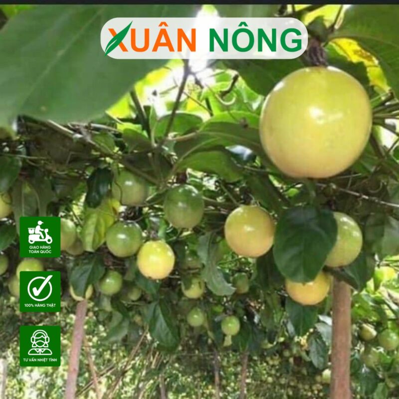 Kỹ Thuật Trồng Chanh Dây Toàn Diện Từ A-Z Cho Năng Suất Vượt Trội