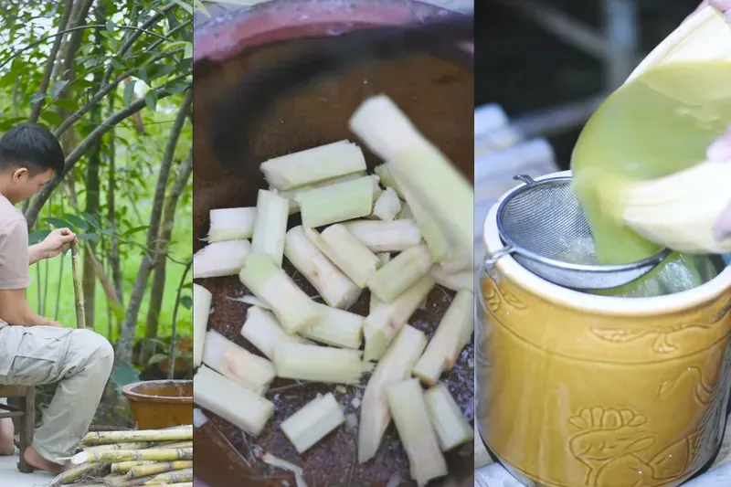 Ép nước mía tươi là bước đầu tiên quan trọng để làm đường mía