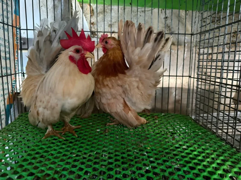 Hướng Dẫn Chi Tiết Cách Làm Chuồng Gà Bằng Lưới Sắt Hiệu Quả