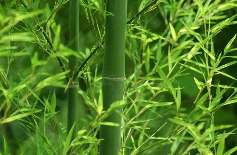 Sàn tre ép màu vàng tự nhiên