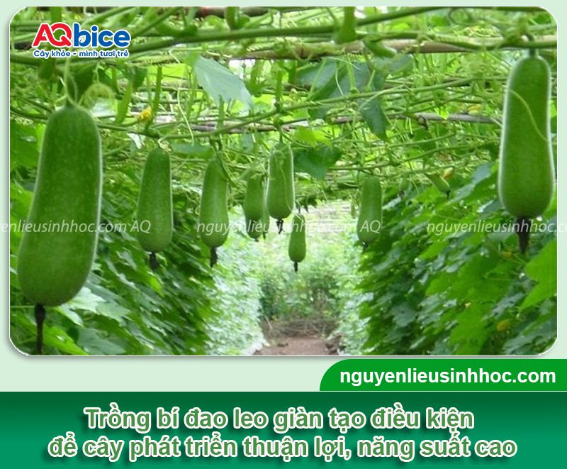 Kỹ Thuật Trồng Chanh Dây: Hướng Dẫn Chi Tiết Từ A-Z Cho Năng Suất Vượt Trội