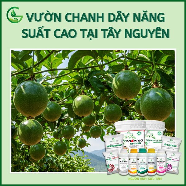 Kỹ Thuật Trồng Chanh Dây Toàn Diện Cho Năng Suất Cao
