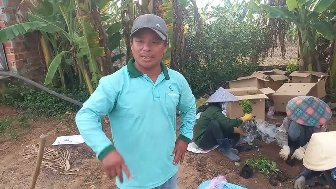 Hướng Dẫn Chi Tiết Kỹ Thuật Trồng Chanh Dây Đạt Năng Suất Cao