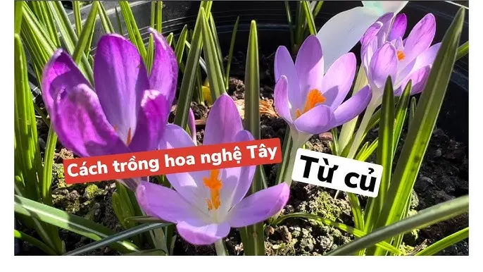 Toàn Diện Kỹ Thuật Trồng Chanh Dây Đạt Năng Suất Cao