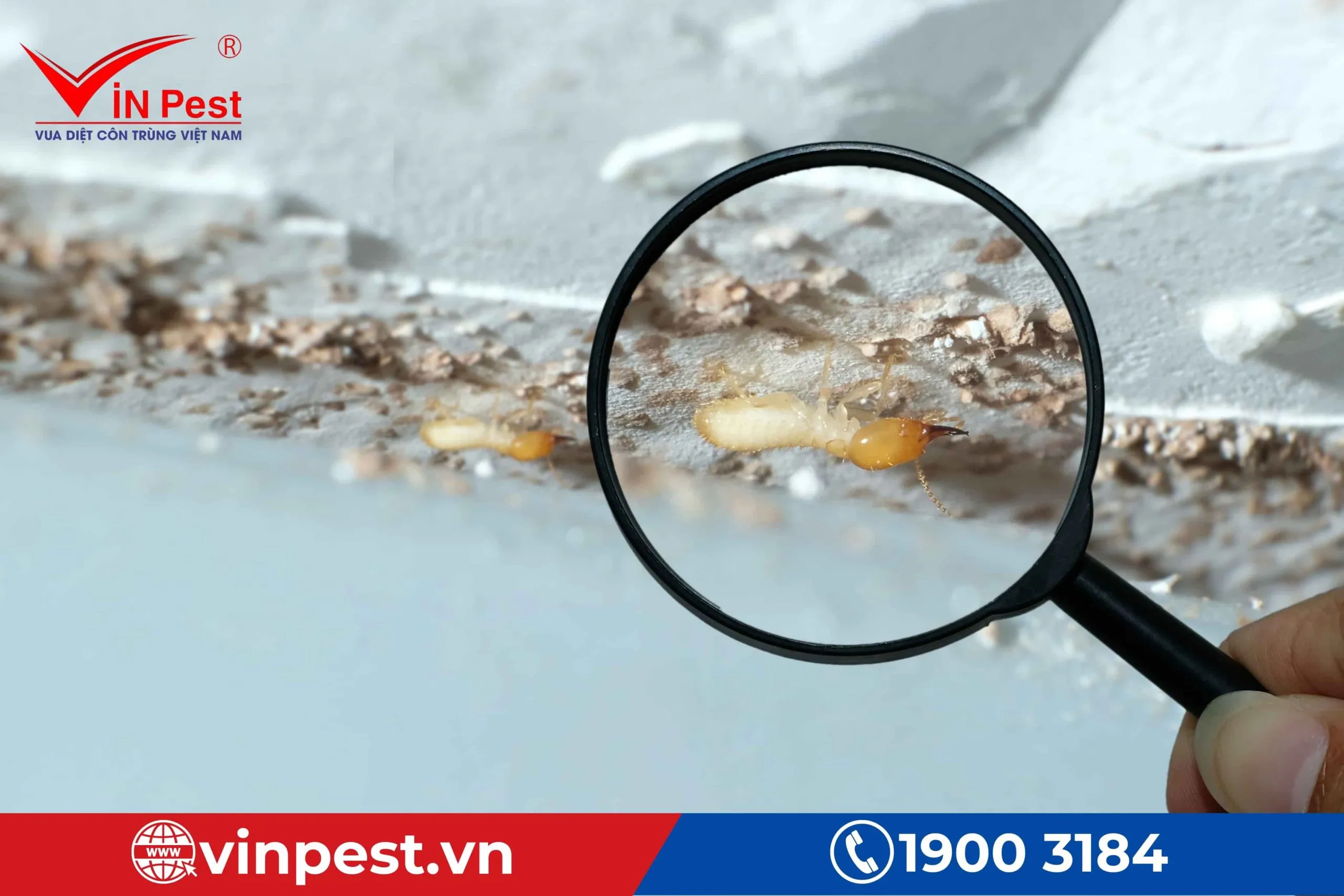 Mối không thể ăn bê tông/xi măng