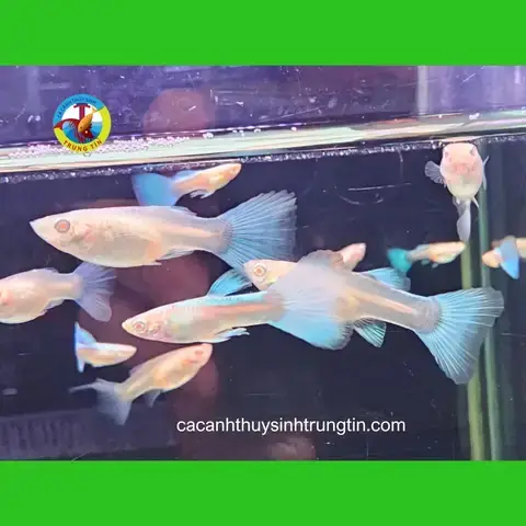 Hướng Dẫn Chi Tiết Xây Dựng Hồ Nuôi Cá Chép Koi: Kiến Thức Chuyên Sâu Từ A-Z