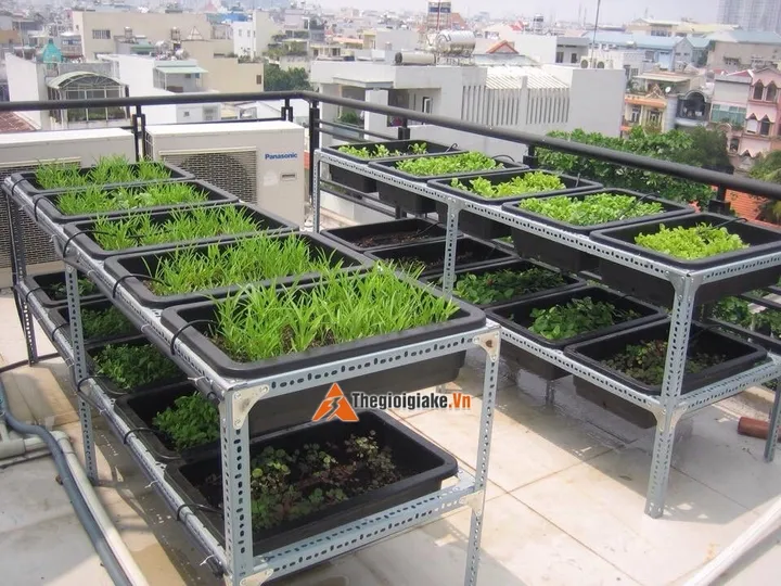 sắt v lỗ trồng rau