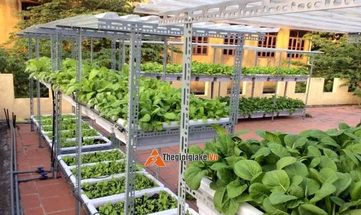 sắt v lỗ trồng rau