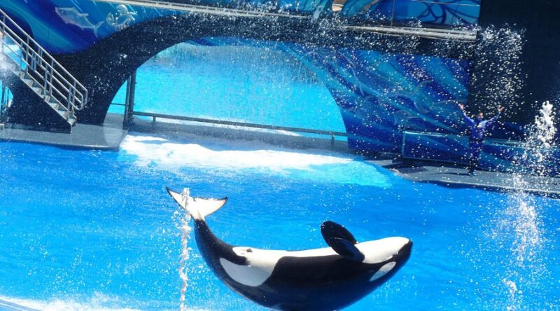 Giá Chuồng Chó Bằng Sắt: Hướng Dẫn Chi Tiết Từ Chuyên Gia & Bảng Giá Mới Nhất