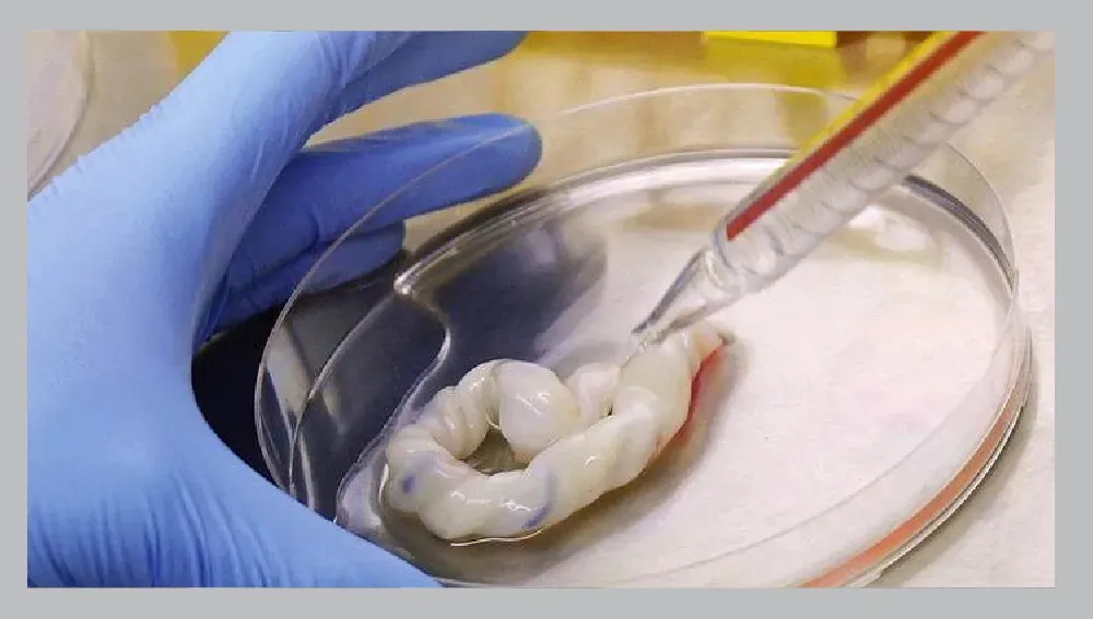 Tiến sĩ Phạm Toàn Thắng nghiên cứu tế bào gốc từ màng cuống rốn ứng dụng điều trị vết thương.