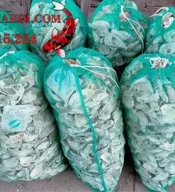 Vỏ hàu Ion cho hồ cá koi